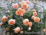 Abraham Darby Abraham Darby