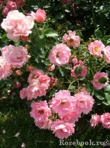Sommerwind