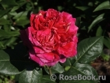 Romanza Romanza