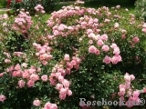 Sommerwind