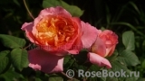 Apricot Sensation Apricot Sensation