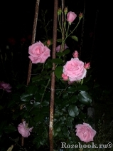Lawinia Lawinia