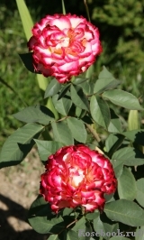 Spanish Dancer Spanish Dancer