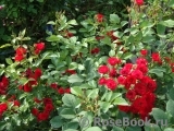 Scarlet Meillandecor Scarlet Meillandecor