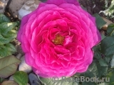 Johann Wolfgang von Goethe Rose® Johann Wolfgang von Goethe Rose®