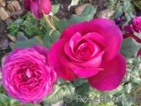 Johann Wolfgang von Goethe Rose® Johann Wolfgang von Goethe Rose®
