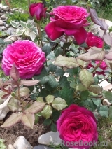 Johann Wolfgang von Goethe Rose® Johann Wolfgang von Goethe Rose®