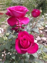 Johann Wolfgang von Goethe Rose® Johann Wolfgang von Goethe Rose®