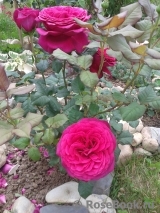 Johann Wolfgang von Goethe Rose® Johann Wolfgang von Goethe Rose®