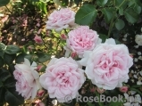 Home & Garden Home & Garden
