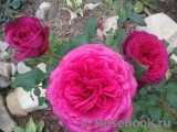 Johann Wolfgang von Goethe Rose® Johann Wolfgang von Goethe Rose®