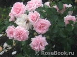 Home & Garden Home & Garden