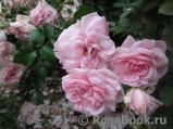 Home & Garden Home & Garden
