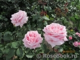 Frederic Mistral® Frederic Mistral®