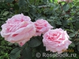 Frederic Mistral® Frederic Mistral®