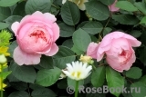 The Alnwick Rose The Alnwick Rose