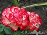 Spanish Dancer Spanish Dancer
