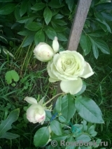 Lovely Green ® Lovely Green ®