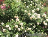 Crocus Rose® Crocus Rose®