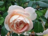 Marie Antoinette Marie Antoinette