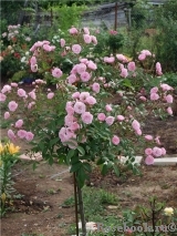 Heavenly Pink Heavenly Pink