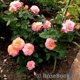 Augusta Luise Augusta Luise