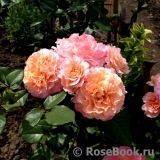 Augusta Luise Augusta Luise