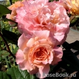 Augusta Luise Augusta Luise