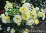Golden Border Golden Border