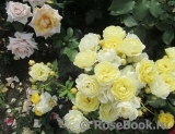 Golden Border Golden Border