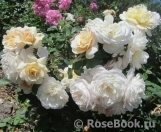 Crocus Rose® Crocus Rose®