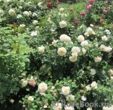 Crocus Rose® Crocus Rose®