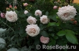 Kordes' Rosenfaszination ® Kordes' Rosenfaszination ®