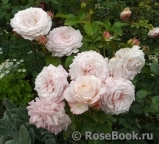 Kordes' Rosenfaszination ® Kordes' Rosenfaszination ®