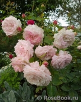 Kordes' Rosenfaszination ® Kordes' Rosenfaszination ®