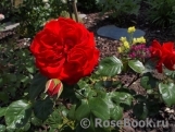 Salita Flower Circus ® Salita Flower Circus ®