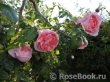 Strawberry Hill Strawberry Hill