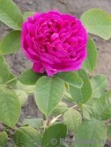 Rose de Rescht