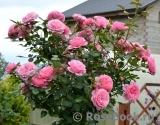 Starlet®-Rose Eva® Starlet®-Rose Eva®