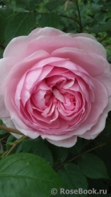 Olivia Rose Austin Olivia Rose Austin