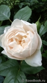 Desdemona Desdemona
