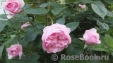 Olivia Rose Austin Olivia Rose Austin