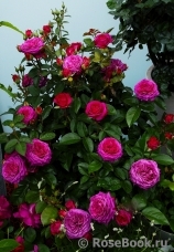 Heidi Klum Rose Heidi Klum Rose