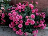 Rosarium Uetersen Rosarium Uetersen