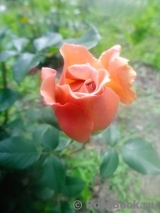 Julia's Rose Julia's Rose