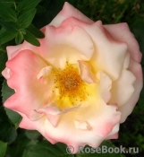 Apricot Queen Elizabeth Apricot Queen Elizabeth