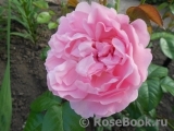 Strawberry Hill Strawberry Hill