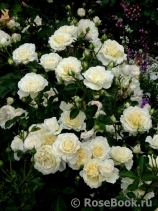 Cream Abundance Cream Abundance