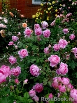 Alan Titchmarsh Alan Titchmarsh