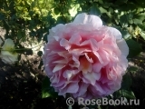Abraham Darby Abraham Darby